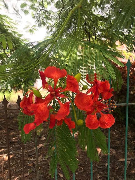 Foto - Canoas - Niterói